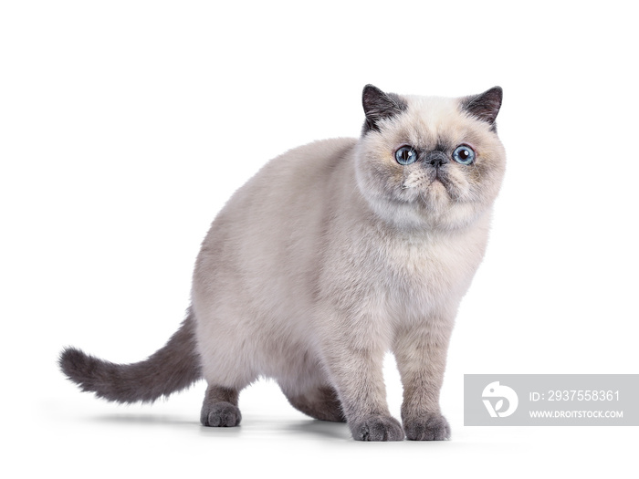 Cute blue tortie point Exotic Shorthair kitten, standing side ways. Looking to camera with blue eyes