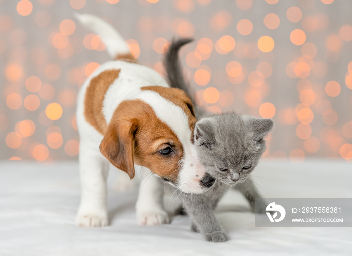 Playful Jack russell terrier puppy kisses  kitten on festive background