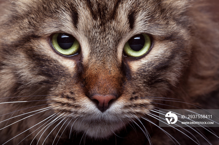 Green cat eyes in close up photo