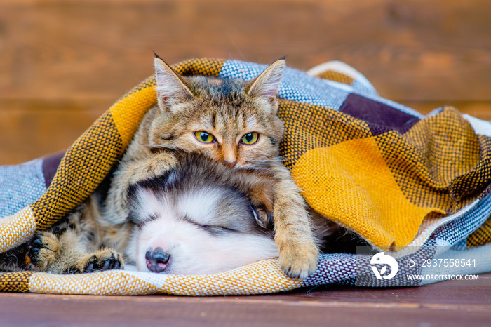 Tabby cat and malamute puppy sleep on a plaid blanket in an embrace.