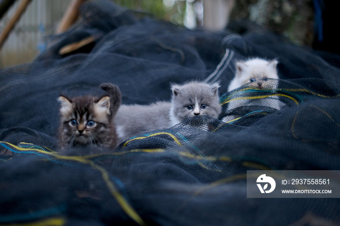 cute pet expressions in the yard