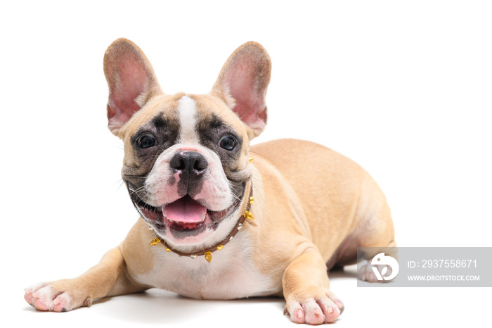 cute french bulldog sitting isolated