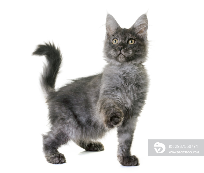 maine coon kitten