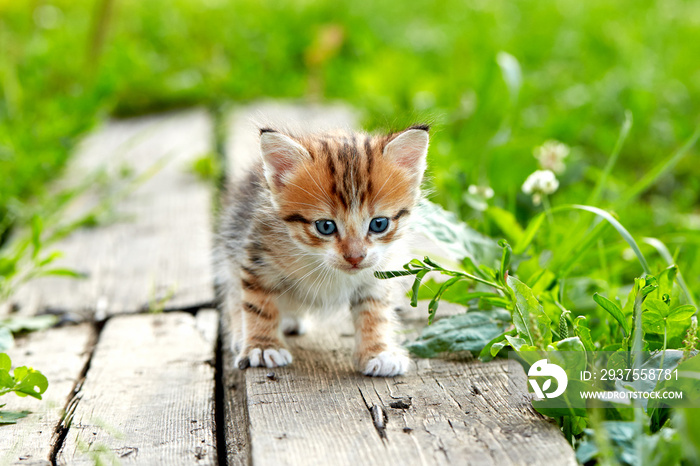 little red kitten in the grass