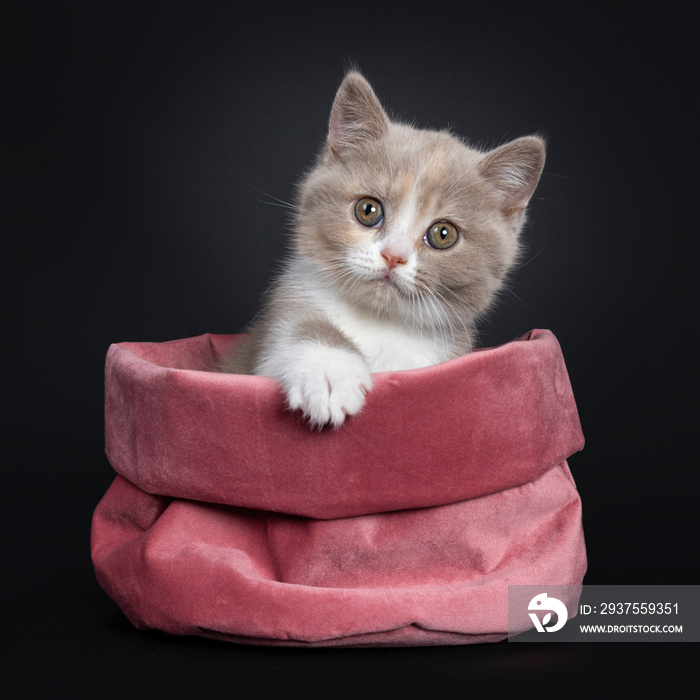 甜奶油紫丁香配白色英国短毛小猫，正面坐在粉色天鹅绒袋子里。
