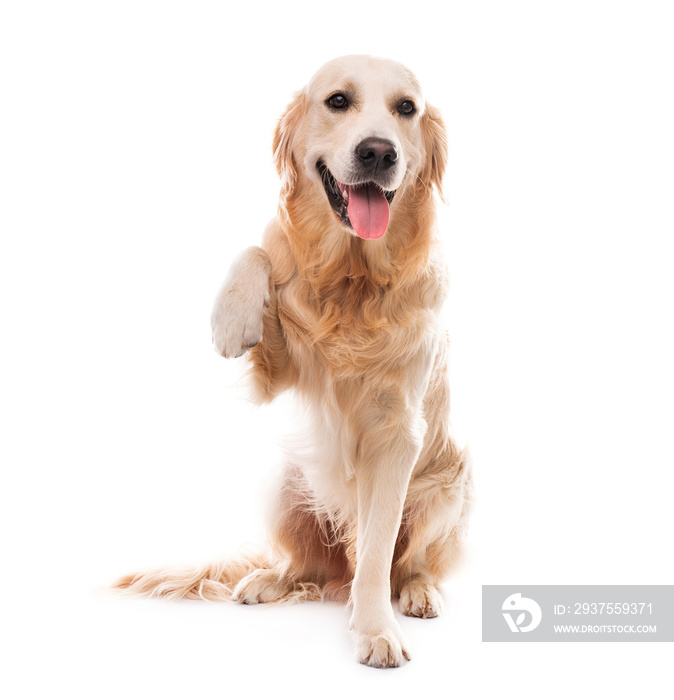 Golden retriever dog with paw up isolated on a white background