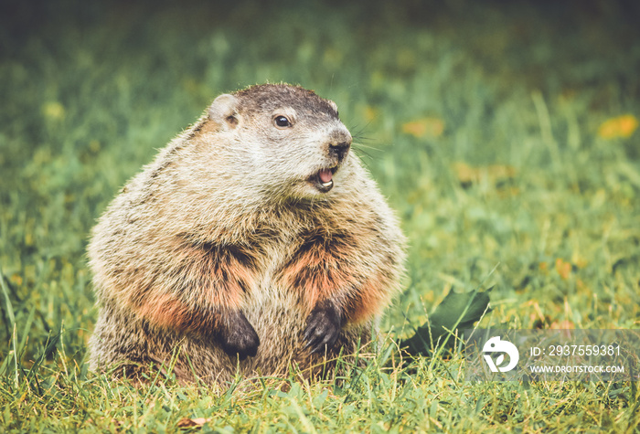 矮胖可爱的土拨鼠（Marmota Monax）张大嘴巴坐在草地和蒲公英地上