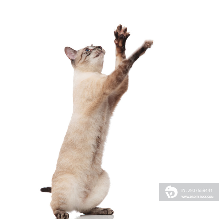 adorable grey metis cat stands on two legs and plays