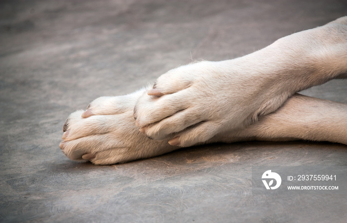 中亚牧羊犬。阿拉拜爪子