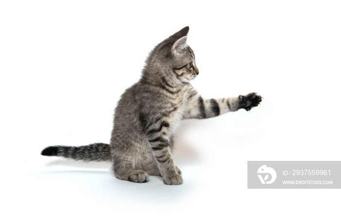 Tabby cat playing on white background