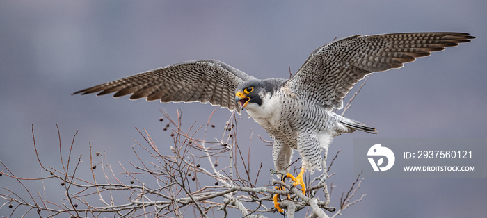 Peregrine Falcon in New Jersey