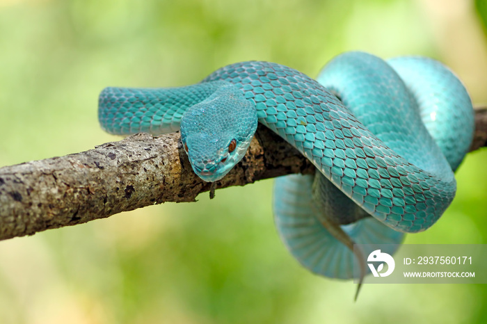 蓝毒蛇，有毒毒蛇