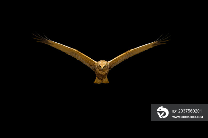 猛禽。孤立的鹰。黑色背景。鸟：西部沼泽鹞。空中马戏团