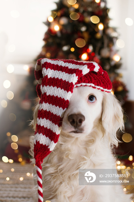 CUTE DOG UNDER CHRISTMAS TREE LIGHTS CELEBRATING HOLIDAYS WEARING A SANTA CLAUS HAT.