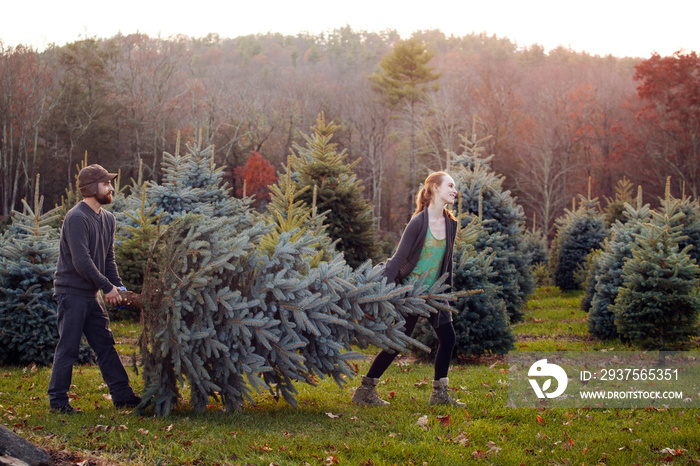 Young couple carrying spruce tree