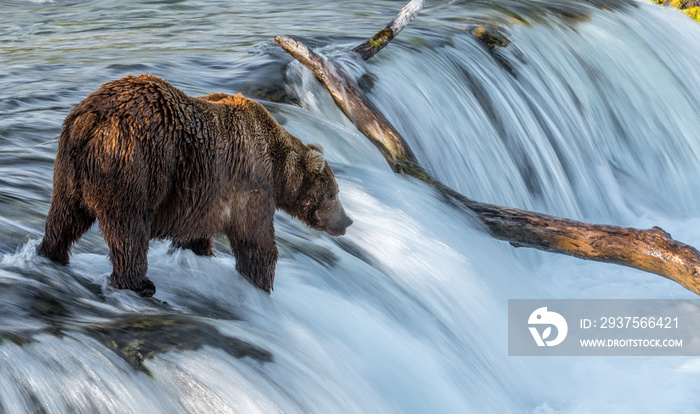 Grizzly at Katmai