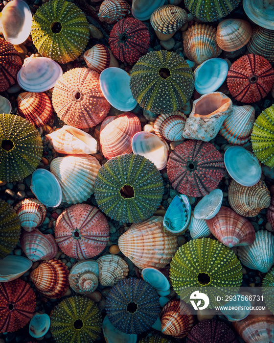 a collection of sea urchins and shells laying on the beach, natural, seamless pattern background