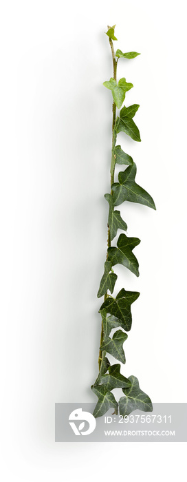 Ivy Stem