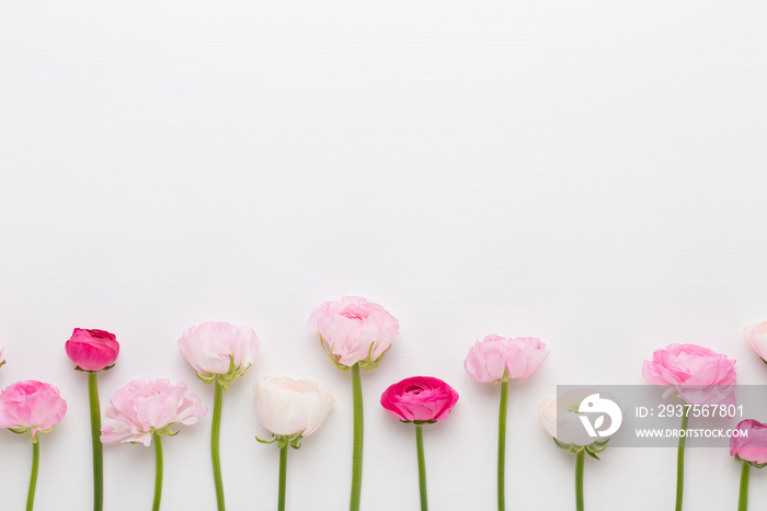 Beautiful colored ranunculus flowers on a white background.