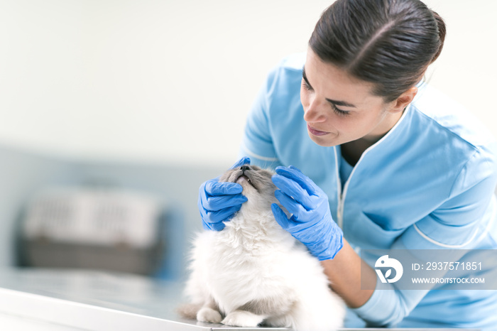 专业兽医探访猫