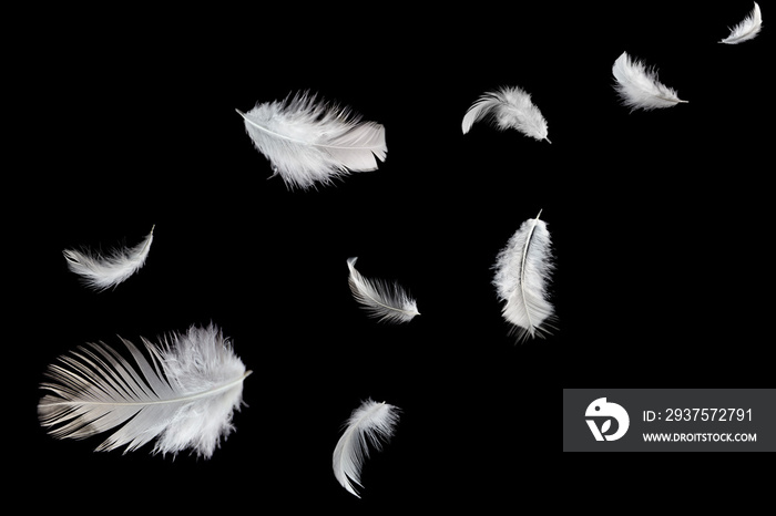 Abstract background, white feathers float in the air. isolated on black background..