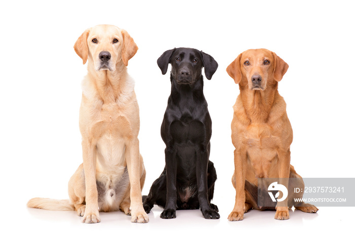 Studio shot of an adorable Golden retriever, Labrador retriever and a mixed breed dog