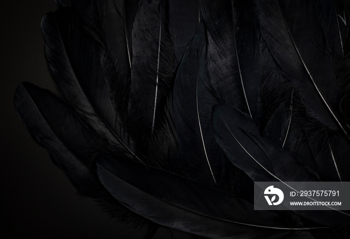 black feather texture background.