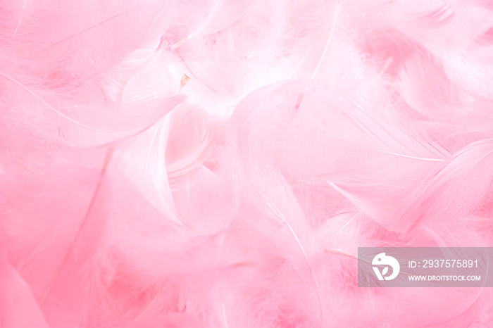 Soft pink feathers background