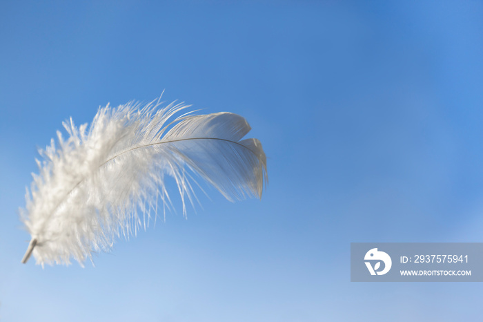 solf single white feather floating in the air.