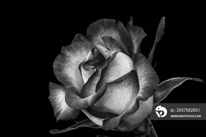 isolated monochrome rose blossom macro, black background,fine art still life,detailed texture