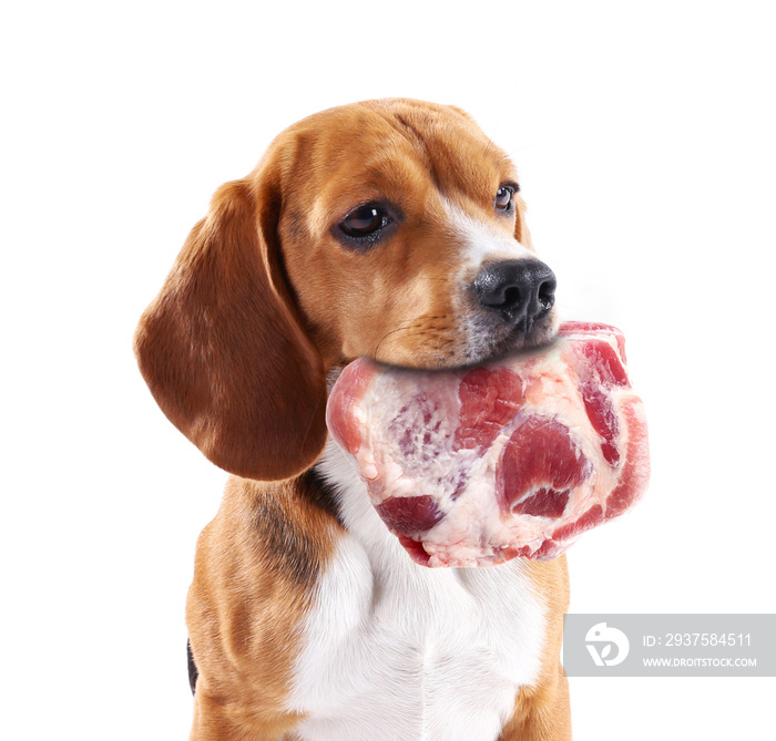 狗嘴里含着生肉，白色隔离
