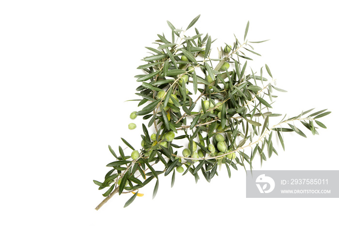 Olive verdi appena raccolte生物