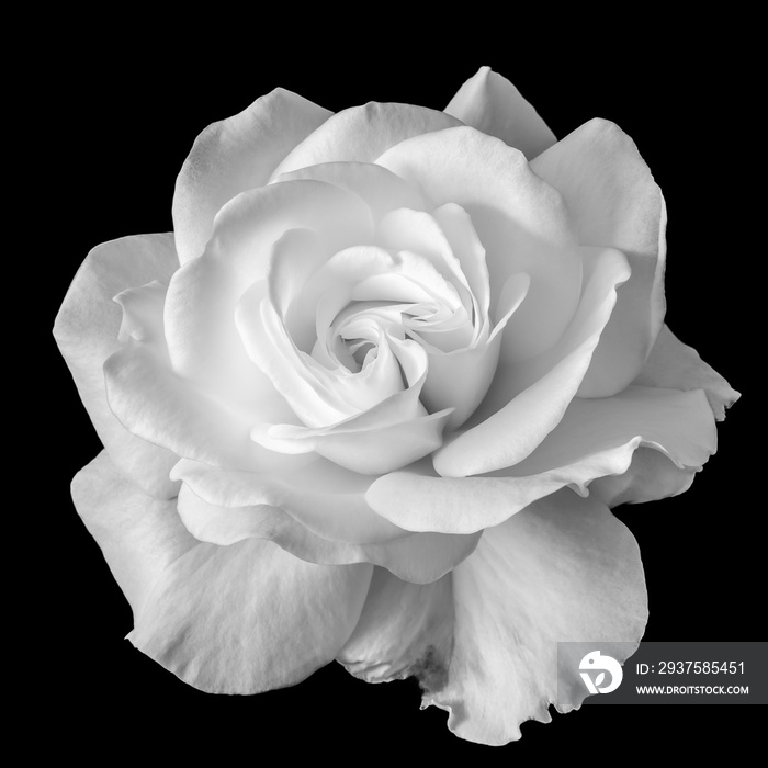 黑色背景下的白色玫瑰花单色微距，一个美术静物的明亮特写