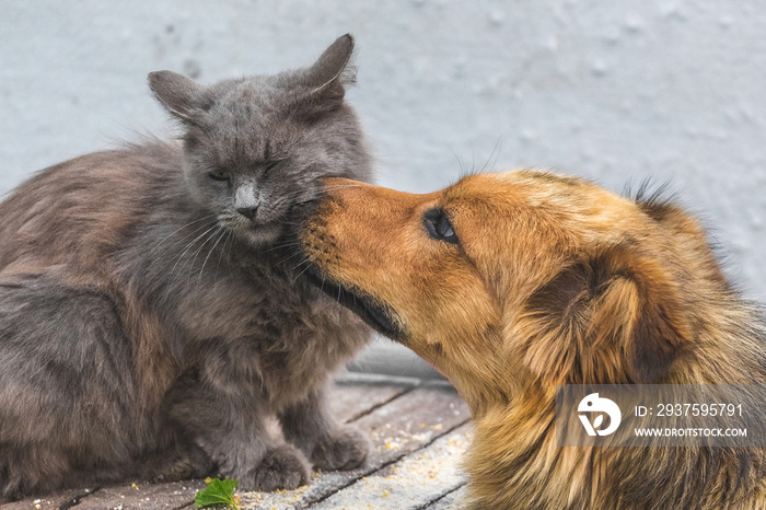 狗舔猫的嘴。友好的狗猫关系_