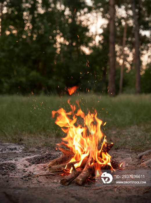 Campfire in the woodland. Bonfire in the evening after the day in the forest.