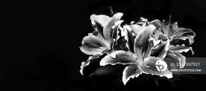 Condolence card with lily flowers isolated on black background