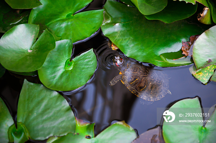 Turtle in the pond with Water lily leafs. Small turtle swimming in a river.