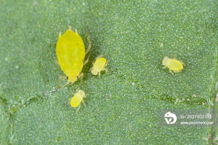 Tiny aphids on the lower side of the potato plant leaf blades.