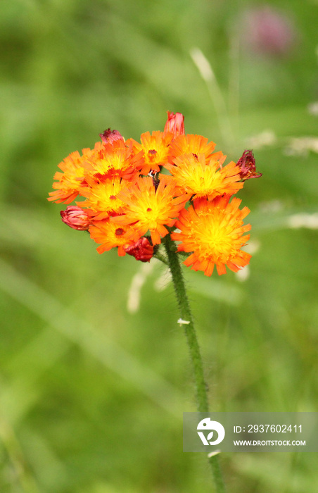 Pilosella aurantica-橙花