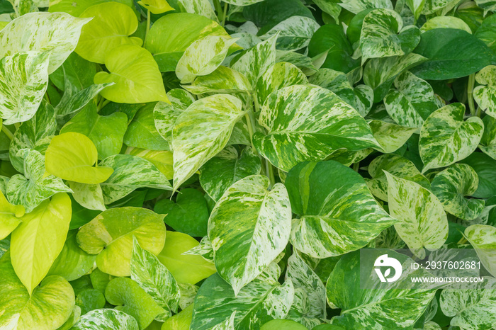 Green leaves background, close-up of Epipremnum aureum or golden pothos bush.