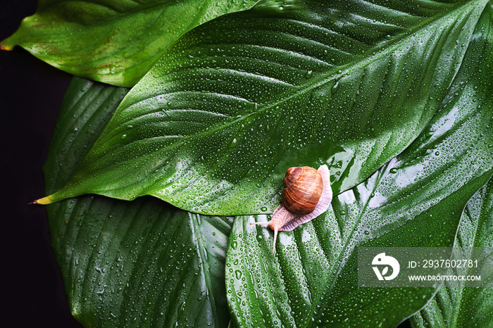 Snail on green leaves with rain drops background.