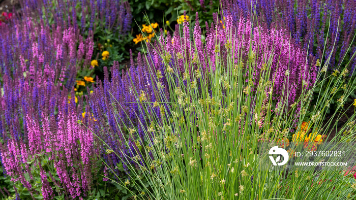 Bunte Beetbepflanzung im Garten - Gartensalbei und Gräser