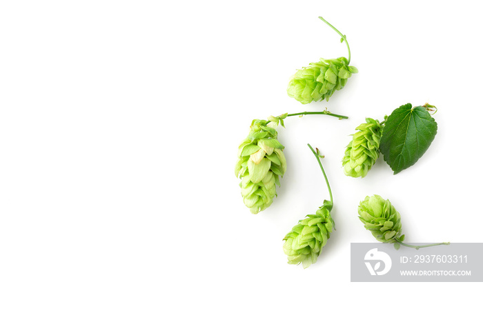 Hop cones isolated on white background. Top view