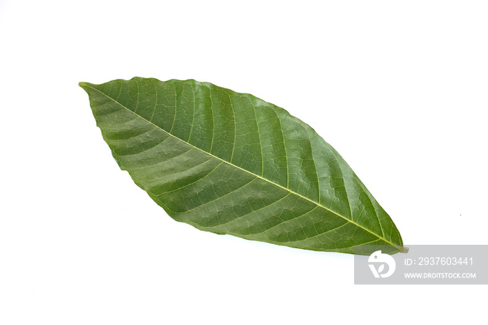 Cacao tree long leaves on white