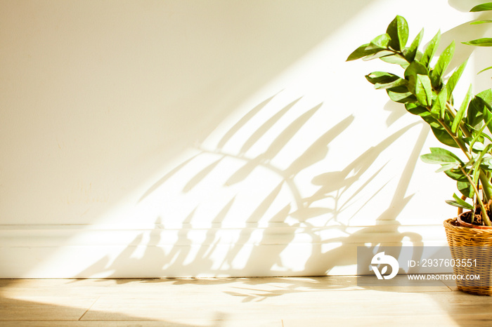 Zamioculcas bush in woven pot and shadows