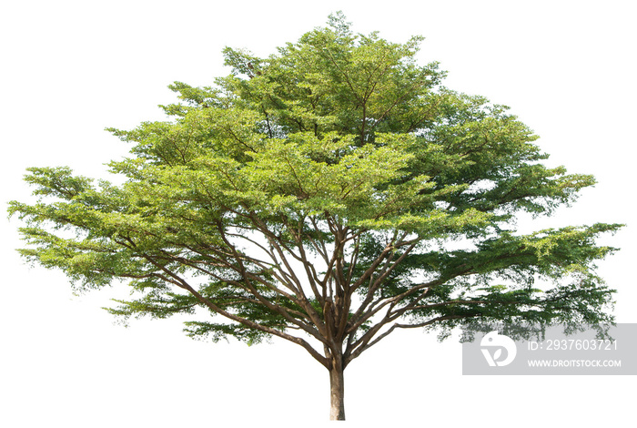 Ivorensis Terminalia树隔离株