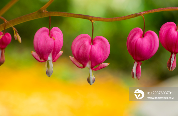 heart, background, bleeding, plant, spring, dicentra, pink, flower, nature, green, beautiful, summer