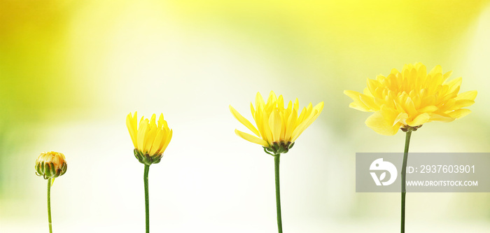 模糊的绿色自然背景上的黄色花朵，生长阶段的概念