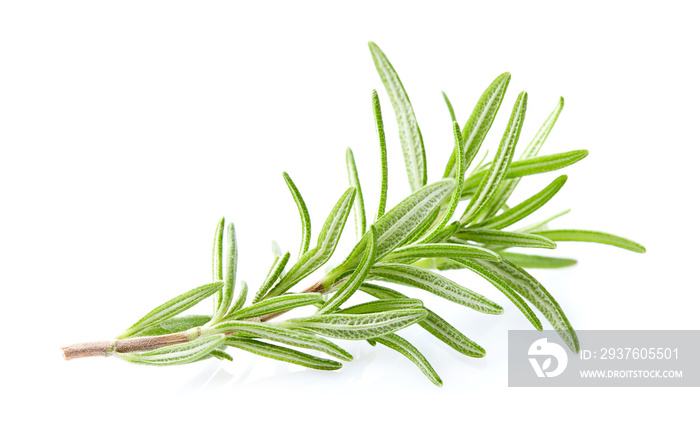 Rosemary plant in closeup on white