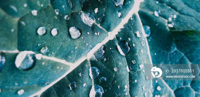 湿漉漉的叶子。带有水滴和雨滴的新鲜绿叶的细节。wi的宏观自然背景